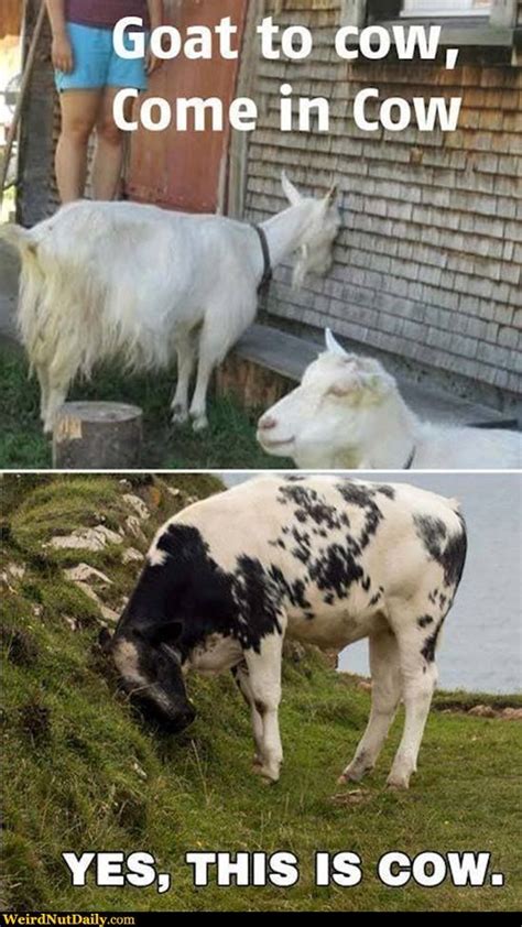funny farm meme|animal farm memes.